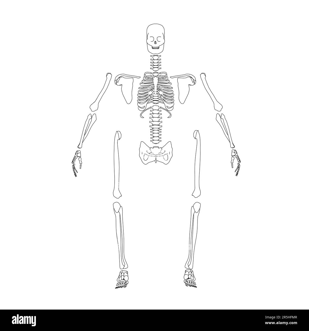 The contour of the disassembled human skeleton from black lines isolated on a white background. Front view. Vector illustration. Stock Vector