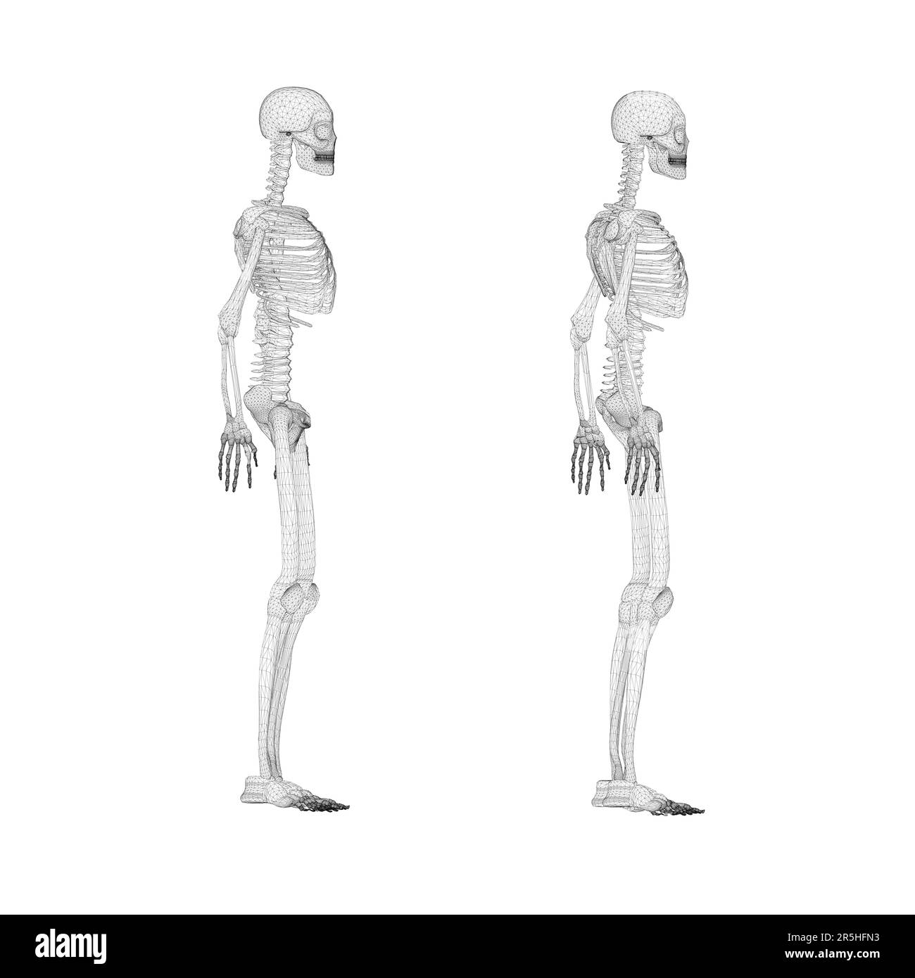 Set with human skeleton wireframe from black lines isolated on white background. Side view. 3D. Vector illustration. Stock Vector