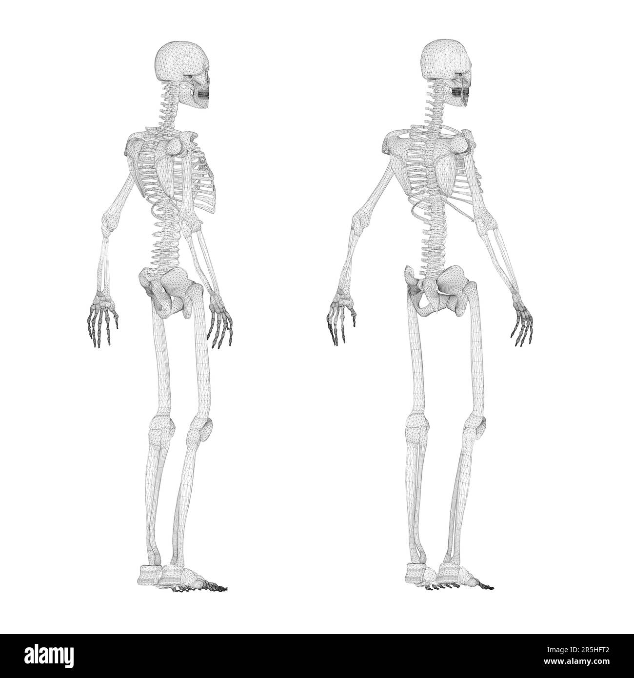 Set with human skeleton wireframe from black lines isolated on white background. Side view, back. 3D. Vector illustration. Stock Vector
