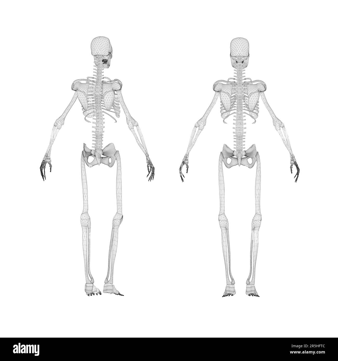 Set with human skeleton wireframe from black lines isolated on white background. Back view. 3D. Vector illustration. Stock Vector