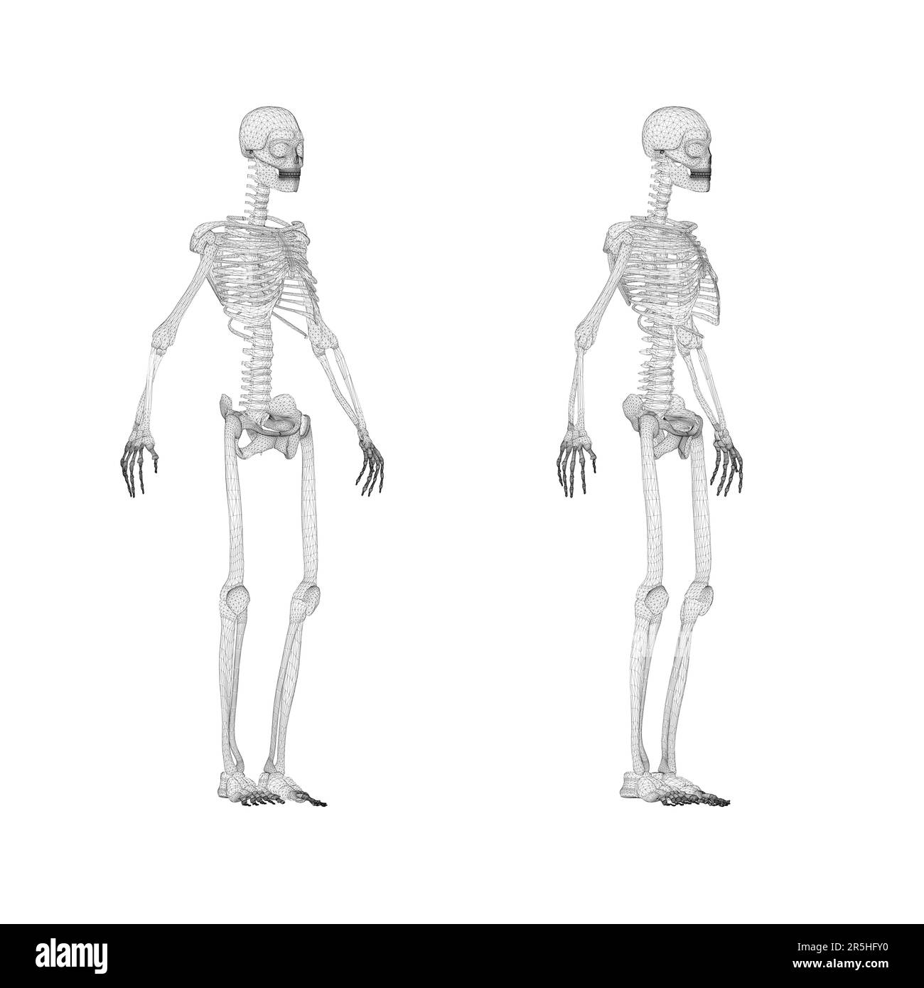 Set with human skeleton wireframe from black lines isolated on white background. Front view, side view. 3D. Vector illustration. Stock Vector