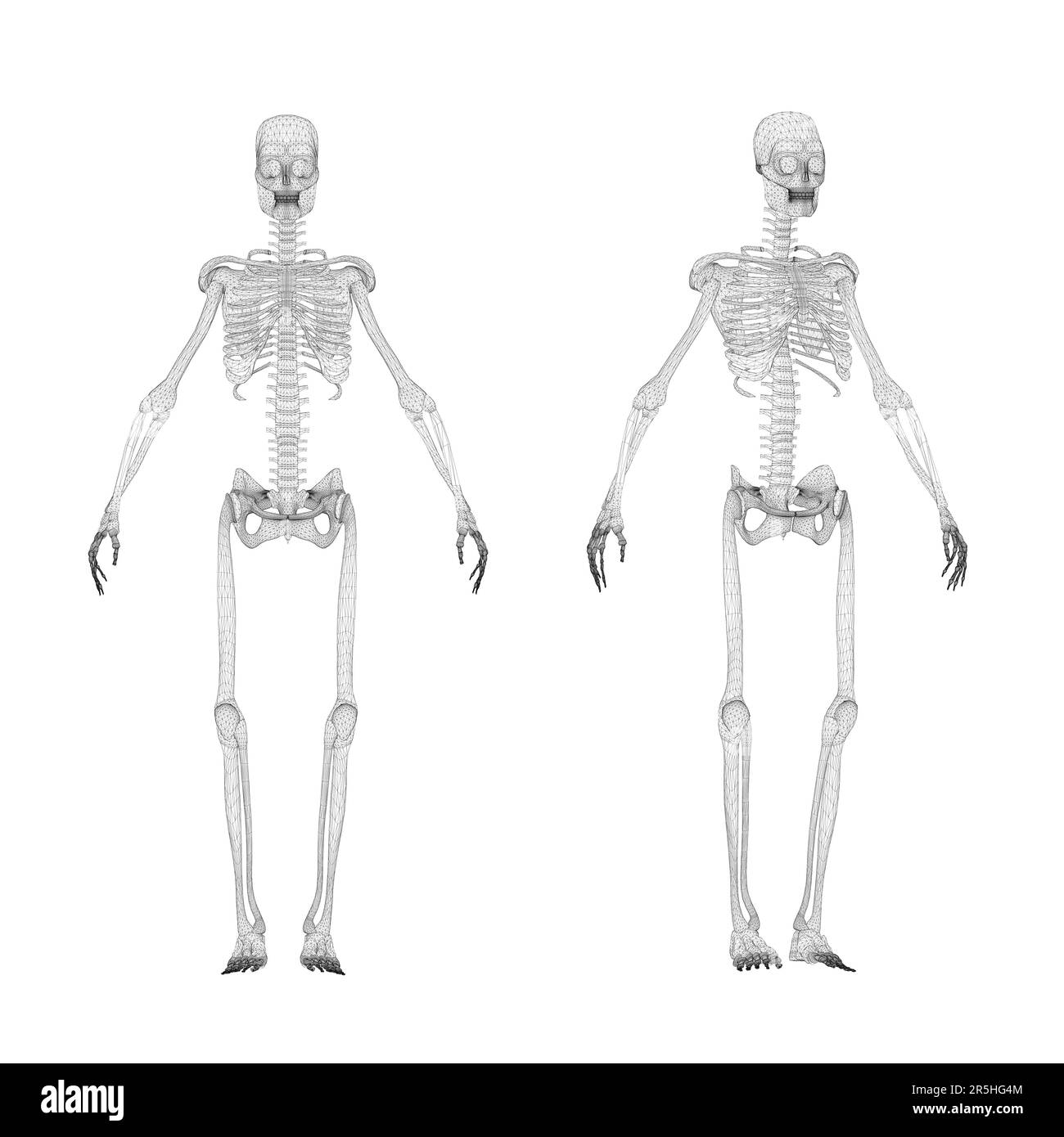 Set with human skeleton wireframe from black lines isolated on white background. Front view. 3D. Vector illustration. Stock Vector