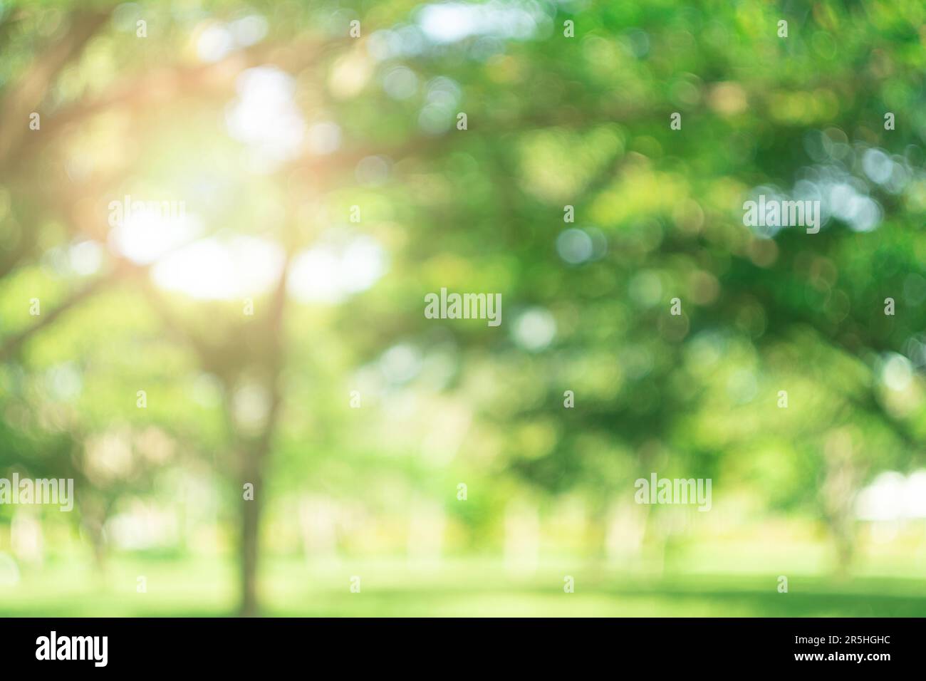 Blur nature bokeh green park by beach and tropical coconut trees in ...