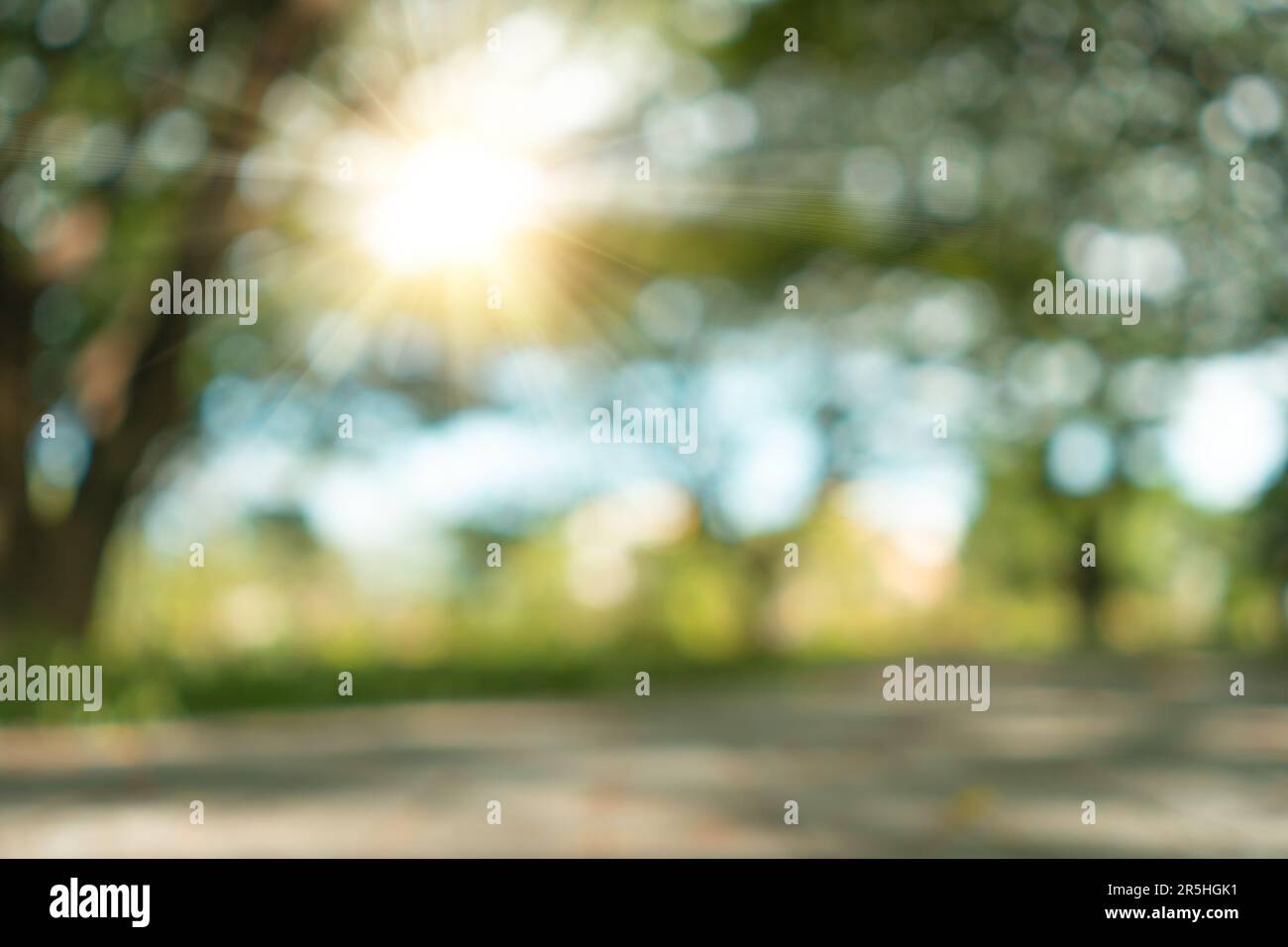 Blur nature bokeh green park by beach and tropical coconut trees in ...