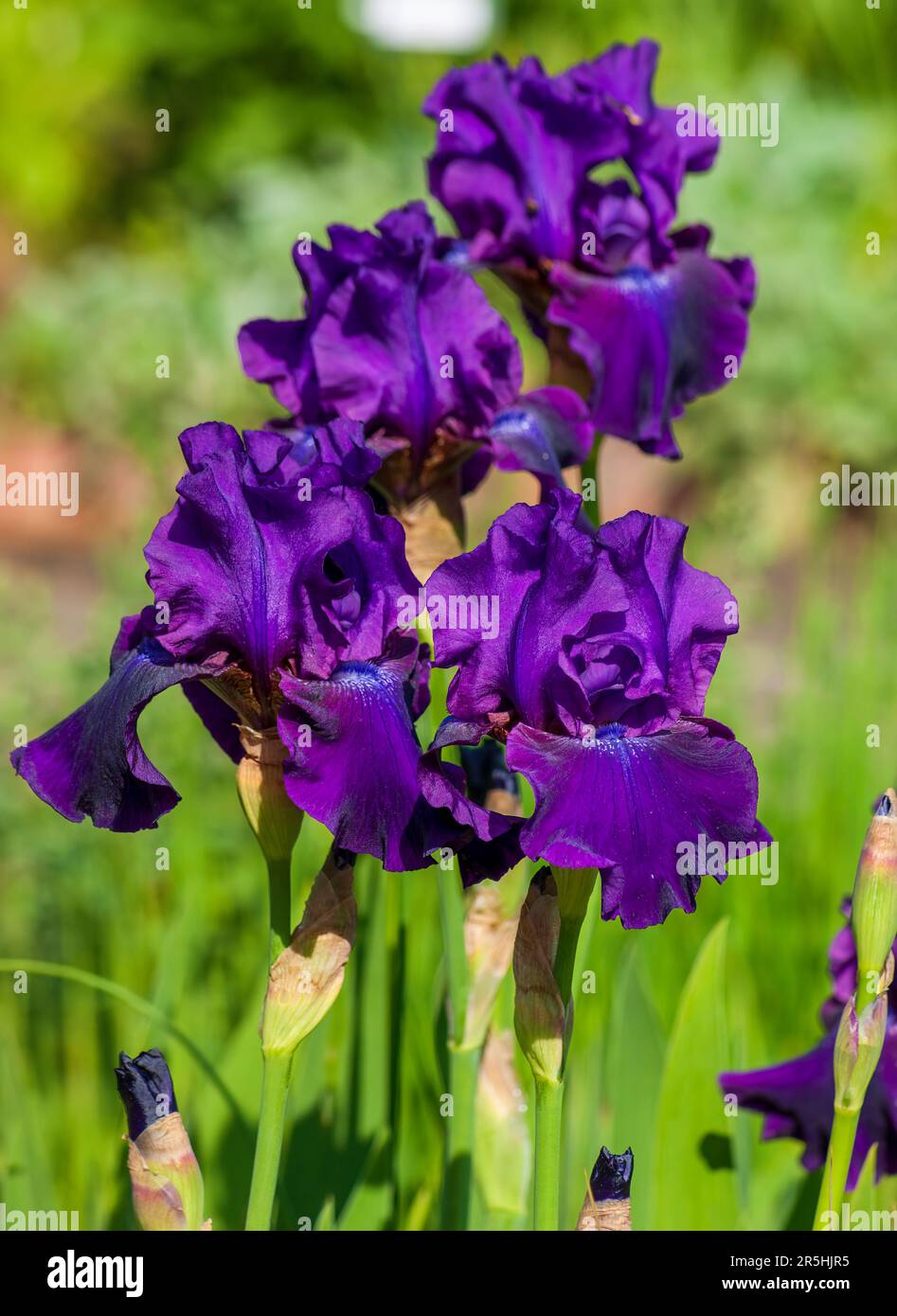 Table iris (Iris aphylla). Large flowers in shades of blue-violet. New England Botanic Garden at Tower Hill, Boylston, Massachusetts Stock Photo