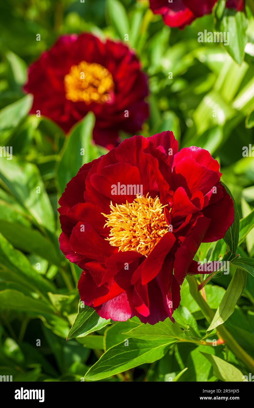 Ma belle hi-res stock photography and images - Alamy