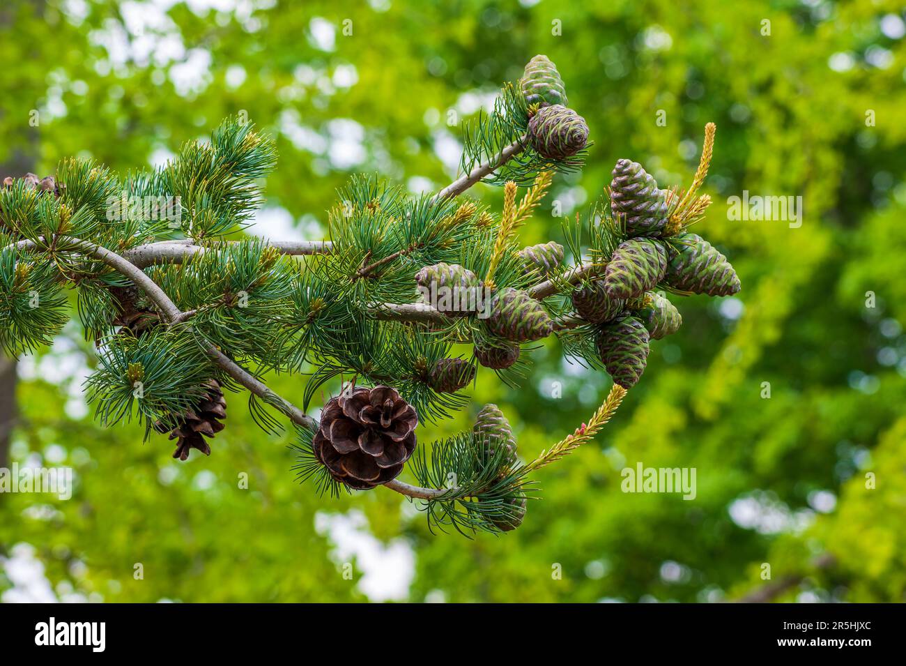 Japanese pine tree – closeup of a branch with developing and mature cones. New England Botanic Garden at Tower Hill, Boylston, Massachusetts Stock Photo