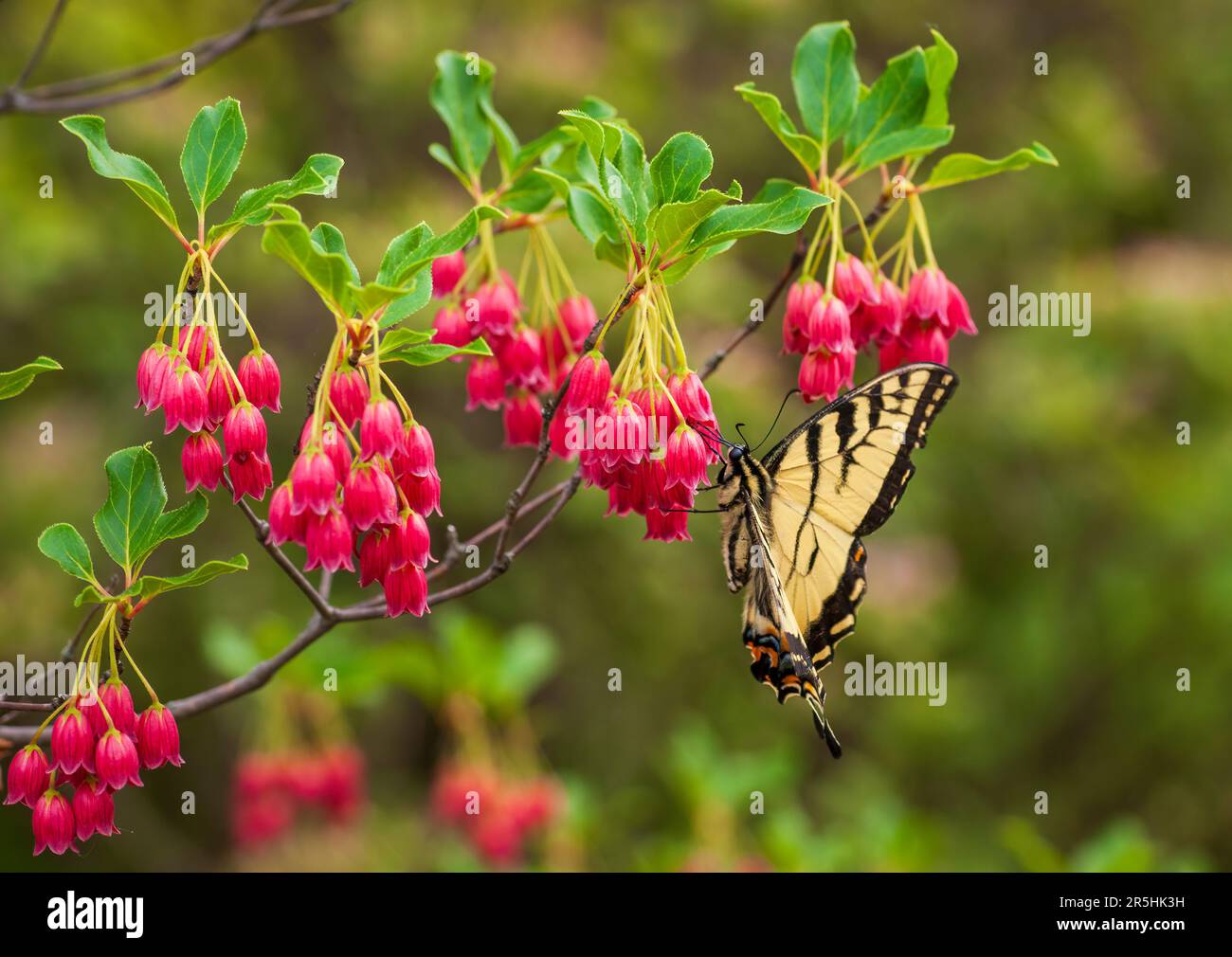 An Eastern tiger swallowtail butterfly (Papilio glaucus) feeding from the bell-shaped flowers of the Enkianthus campanulatus 'Red Bells' arbuste Stock Photo