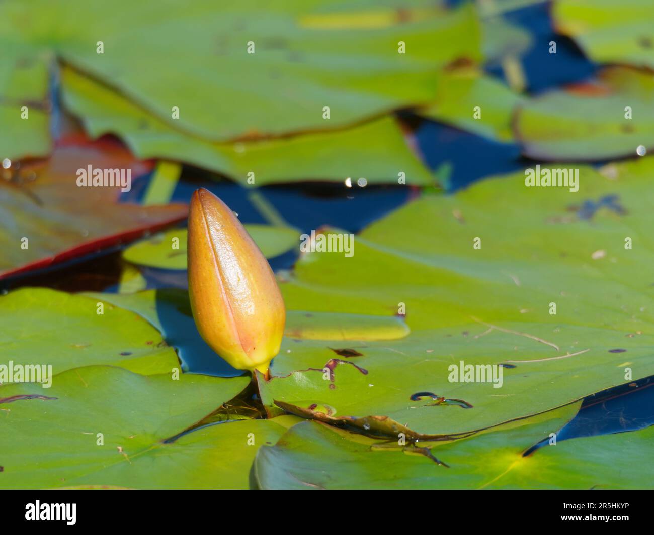 Water lily flower bud. Quebec, Canada Stock Photo Alamy