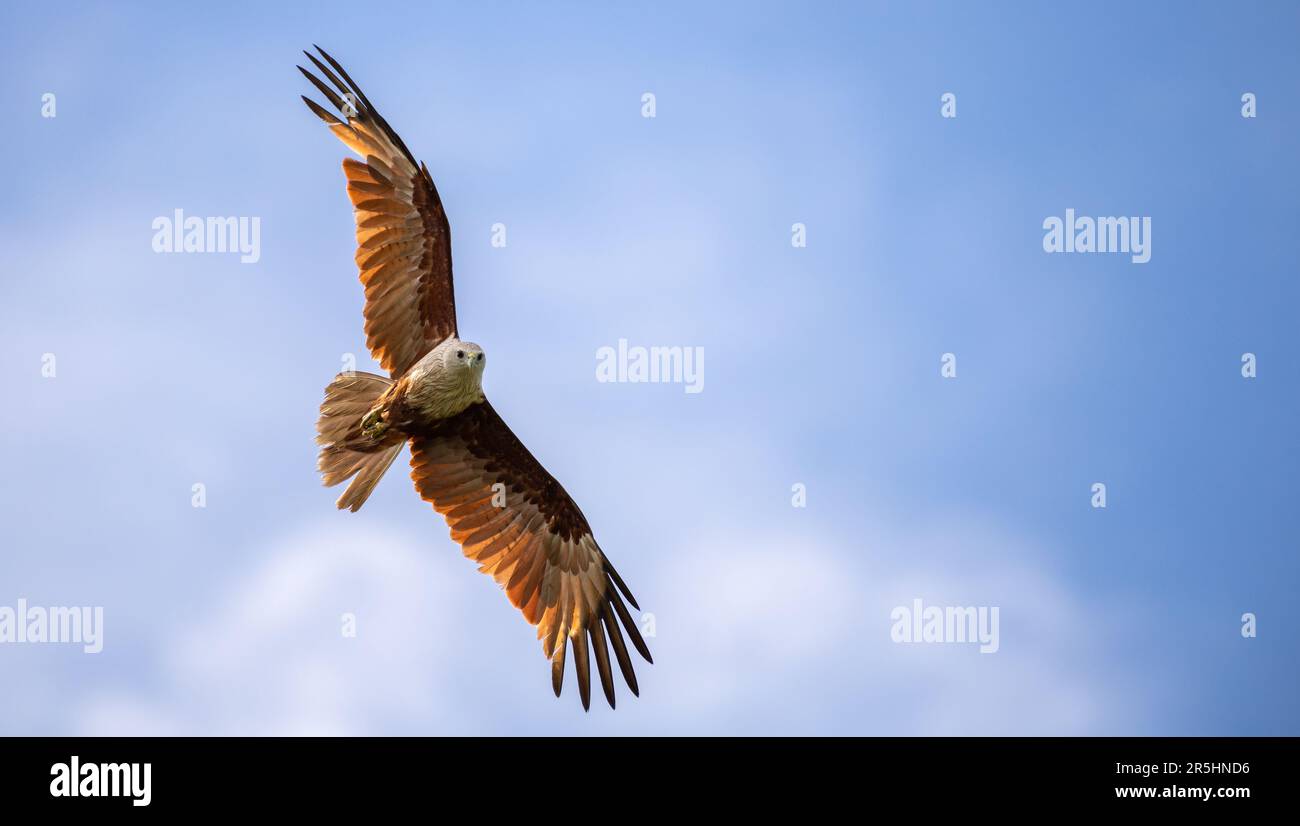 Majestic eagle soaring in the blue sky, the beautiful wingspan of a Brahminy Kite eagle close up detailed shot, Stock Photo