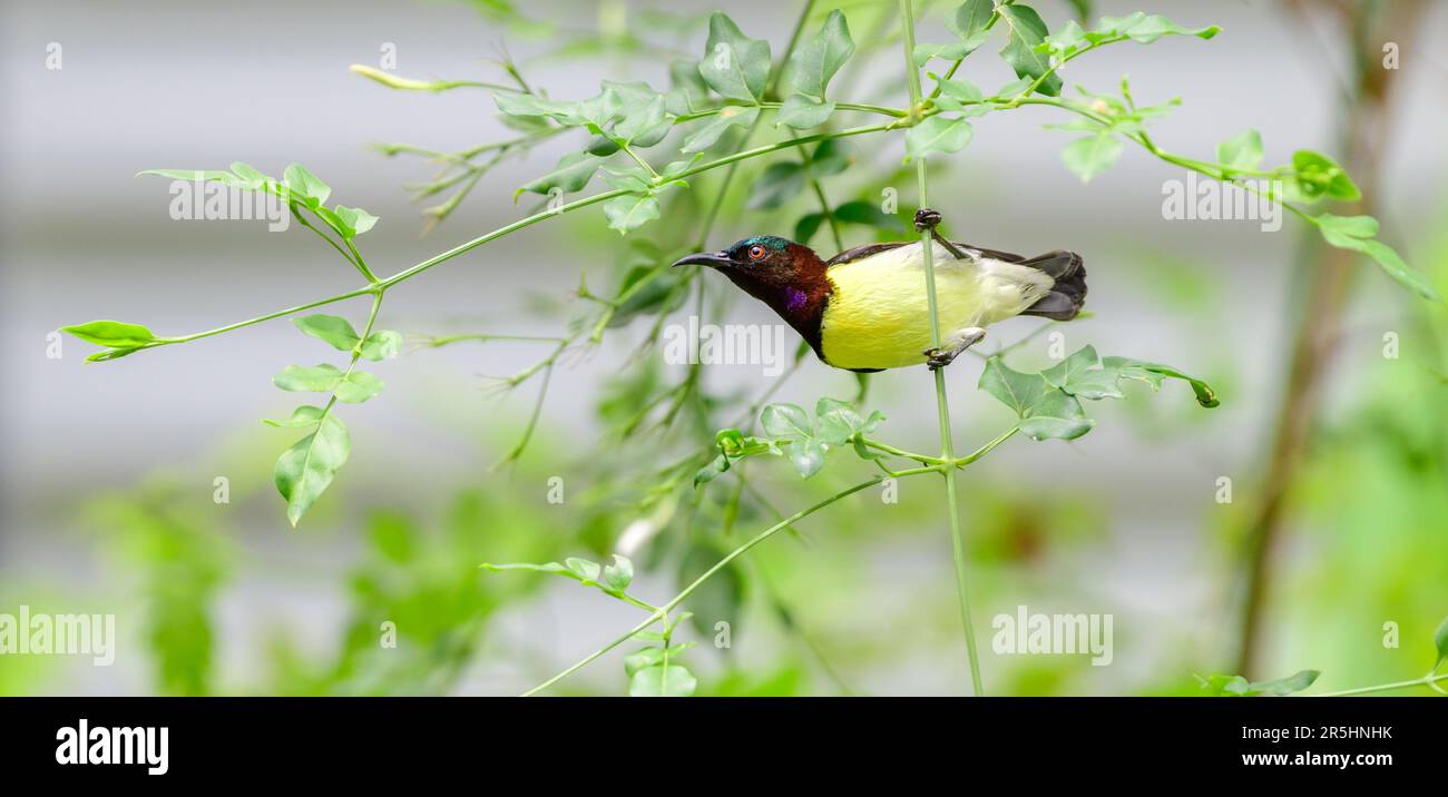 Colorful Purple-rumped sunbird close-up belly view shot. Stock Photo