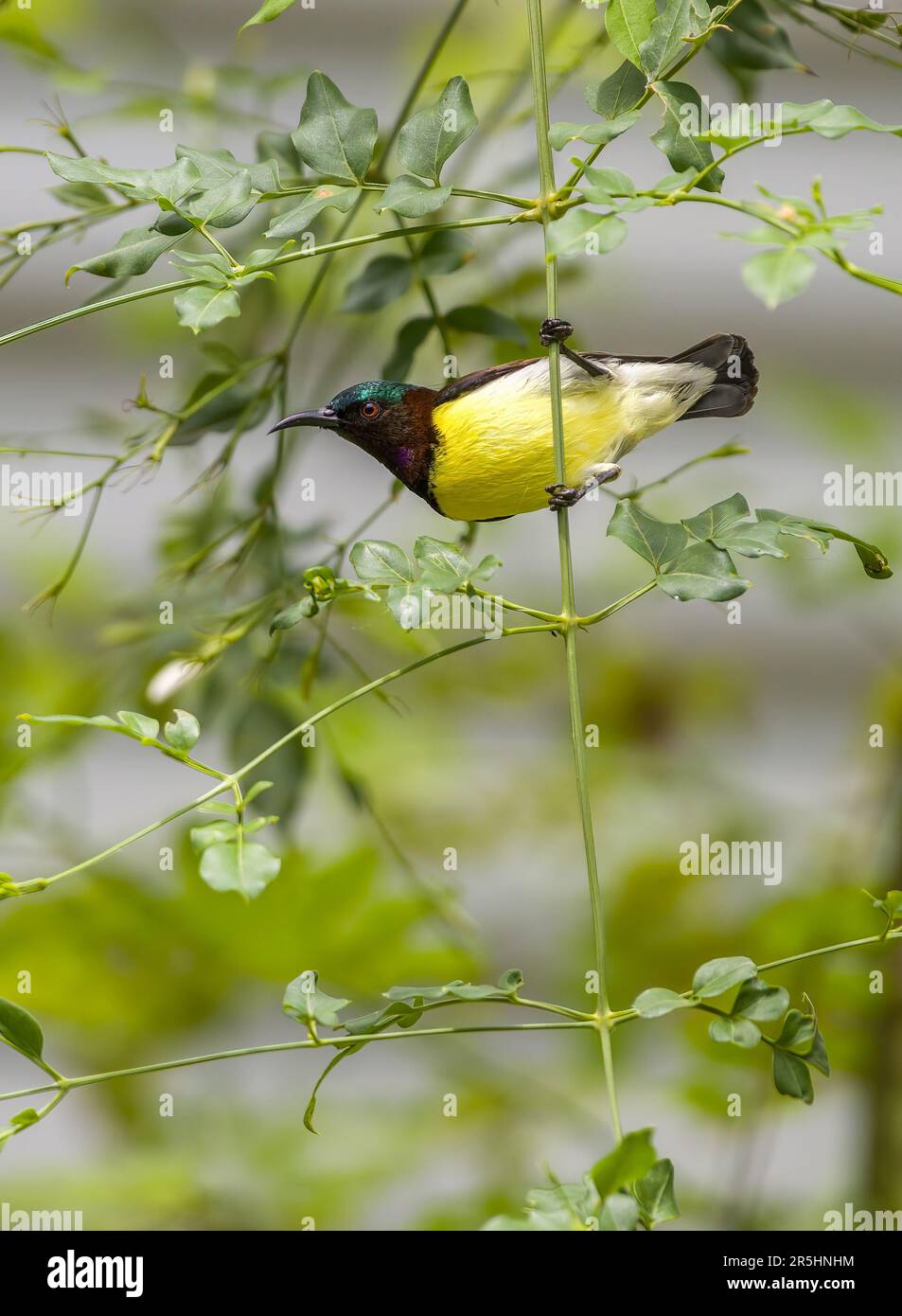 Colorful Purple-rumped sunbird close-up belly view shot. Stock Photo