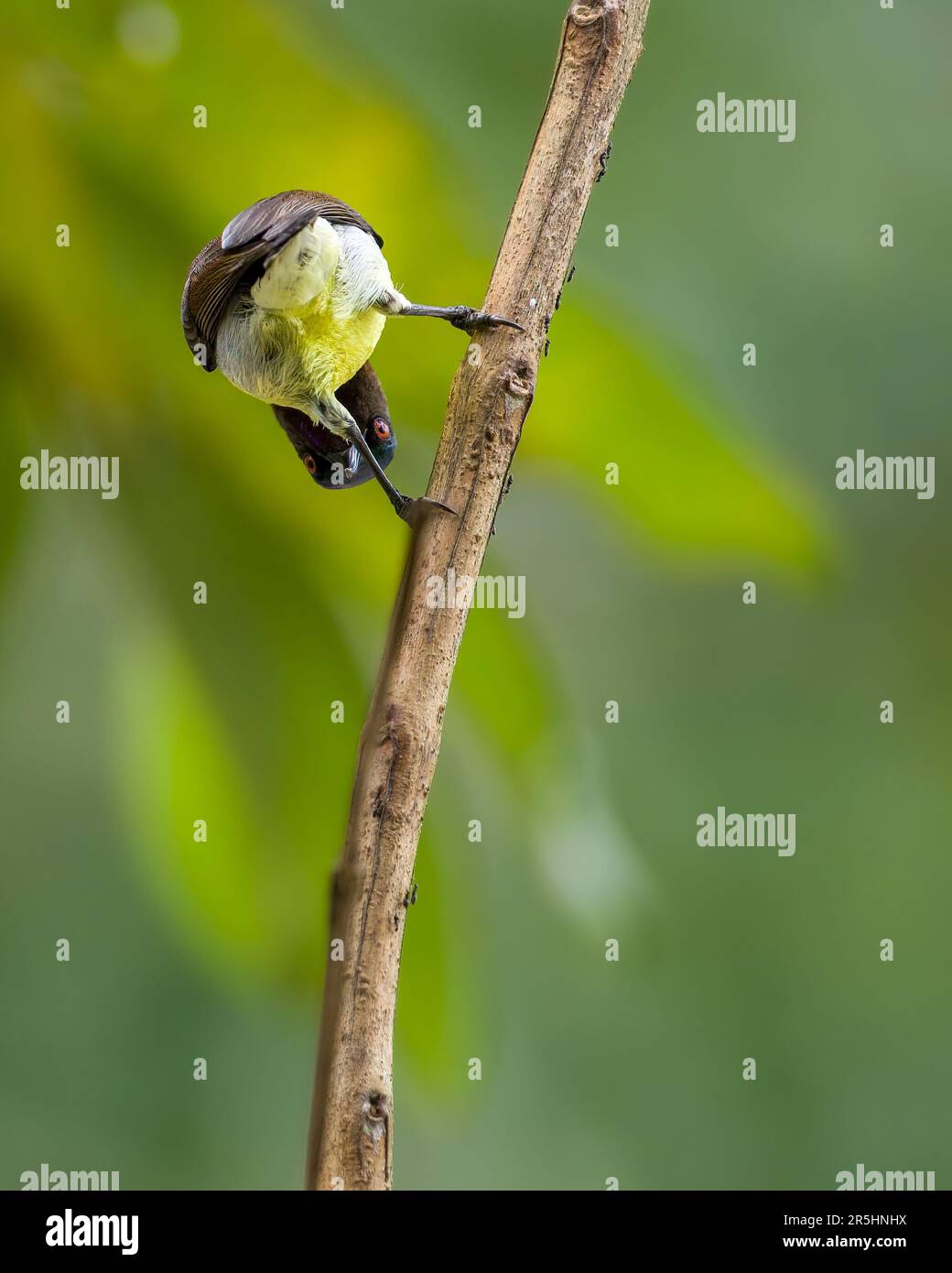 Songbird holds onto a branch and looks awkwardly through its legs while bending, Funny bird moment. Stock Photo