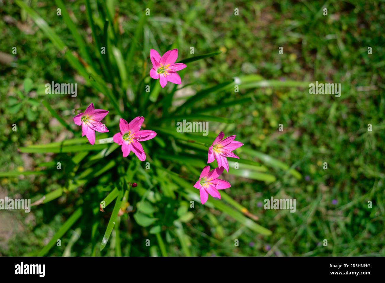 Beautiful Fairy lily flower plant overhead view close-up shot. Stock Photo