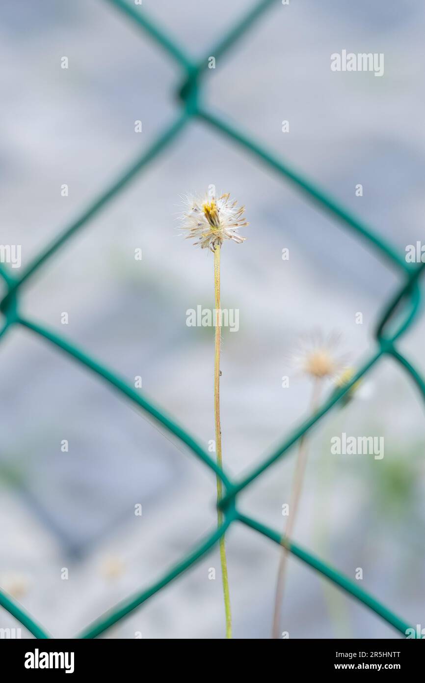 Tiny withered flower photograph through the metal mesh fence. Stock Photo