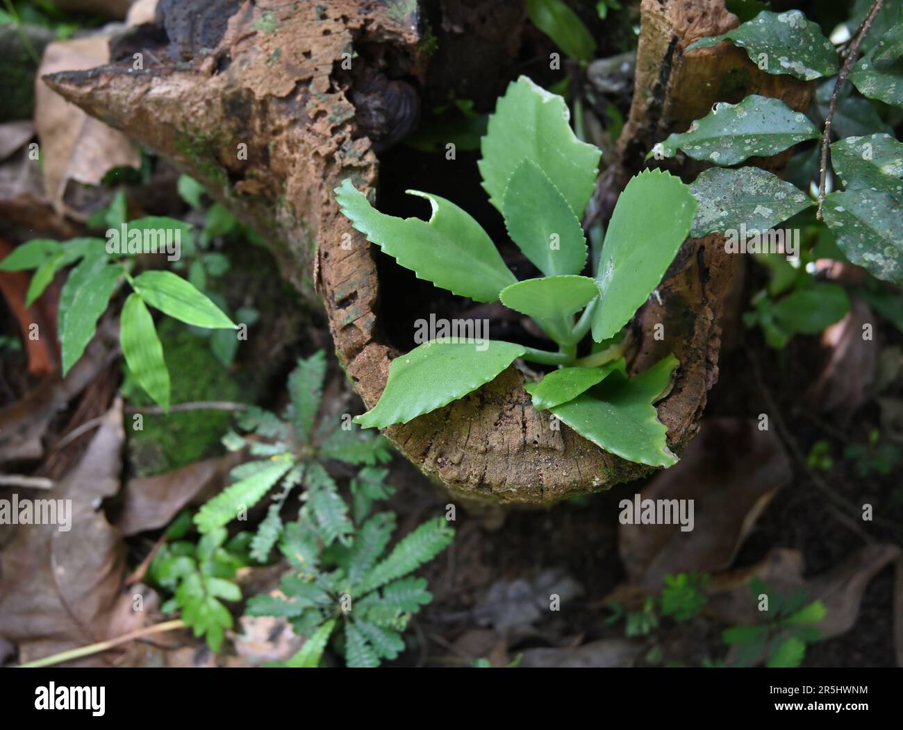A small Life plant (Kalanchoe Pinnata) growing inside of a decaying old wood hole in the home garden Stock Photo