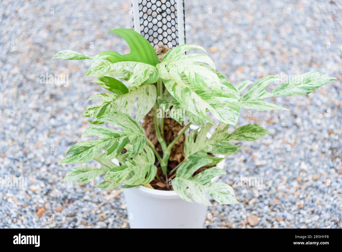 Fresh Leaf of epipremnum pinnatum marble plant in a pot Stock Photo Alamy