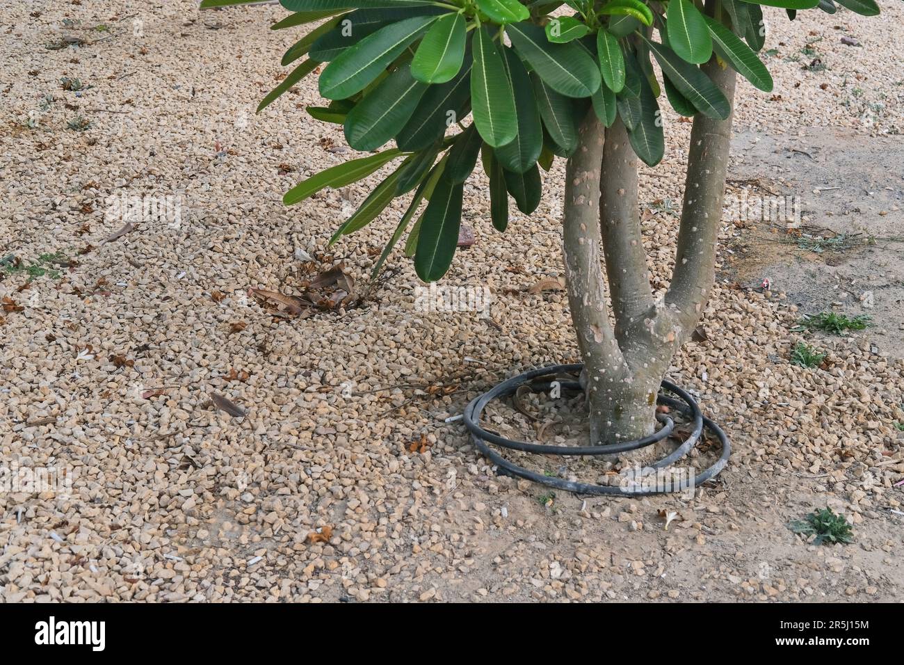 Irrigation spray system hose with automatic sprinkler is wrapped around