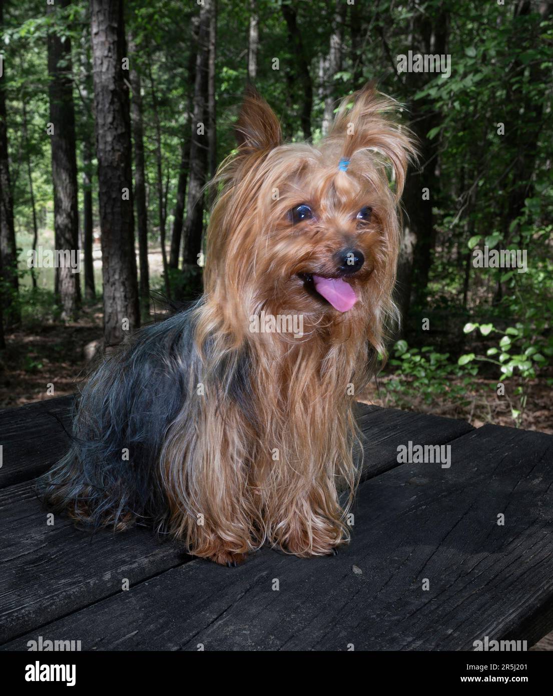 Funny look on the face of a small dog on a picnic table outdoors Stock Photo