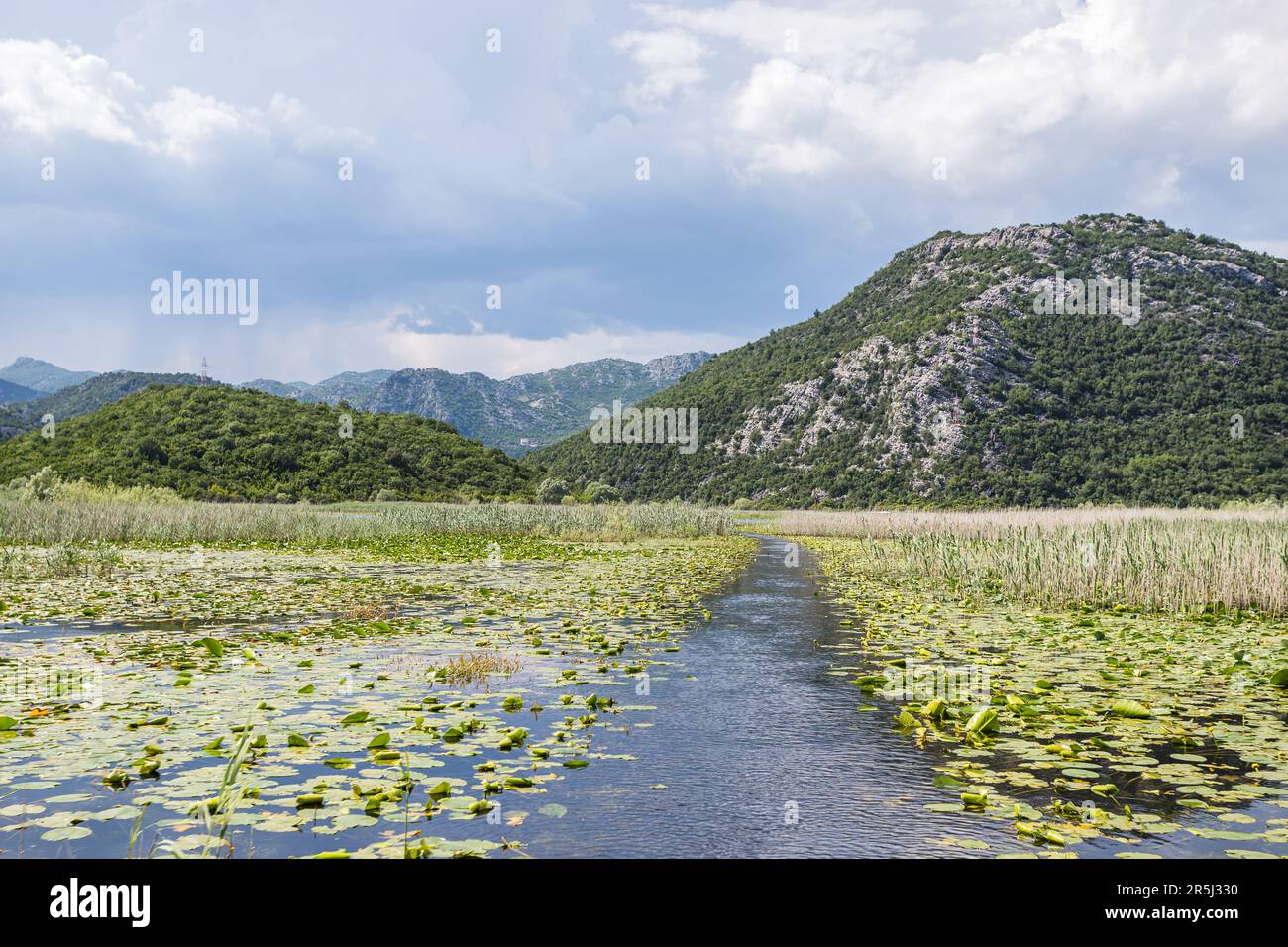 A channel seen between the thousands of water lillies approaching Lake Skadar in Montenegro. Stock Photo