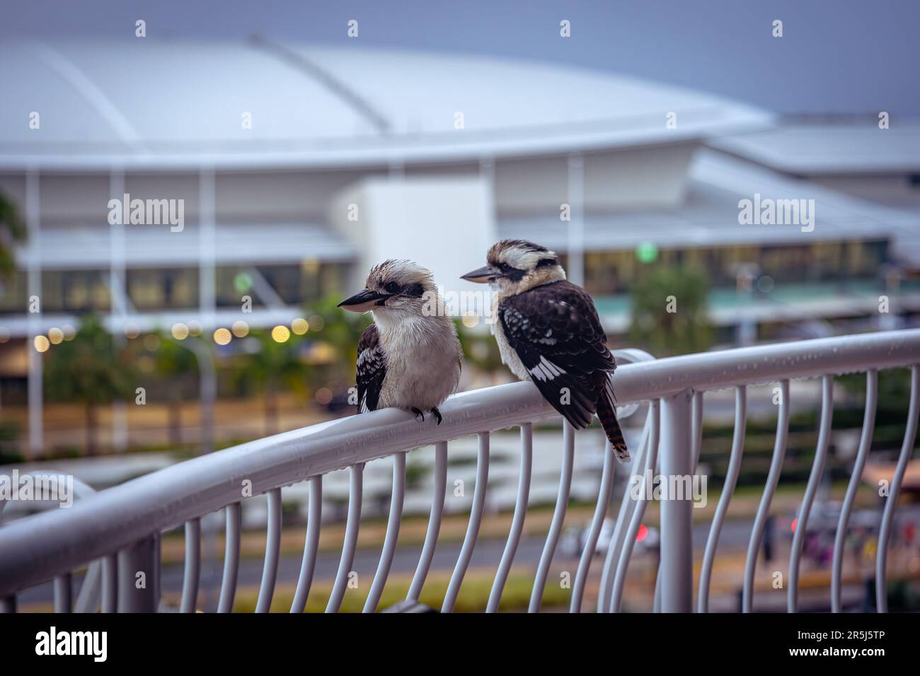 2 kookaburras native Australian bird perching on a balcony rail Stock
