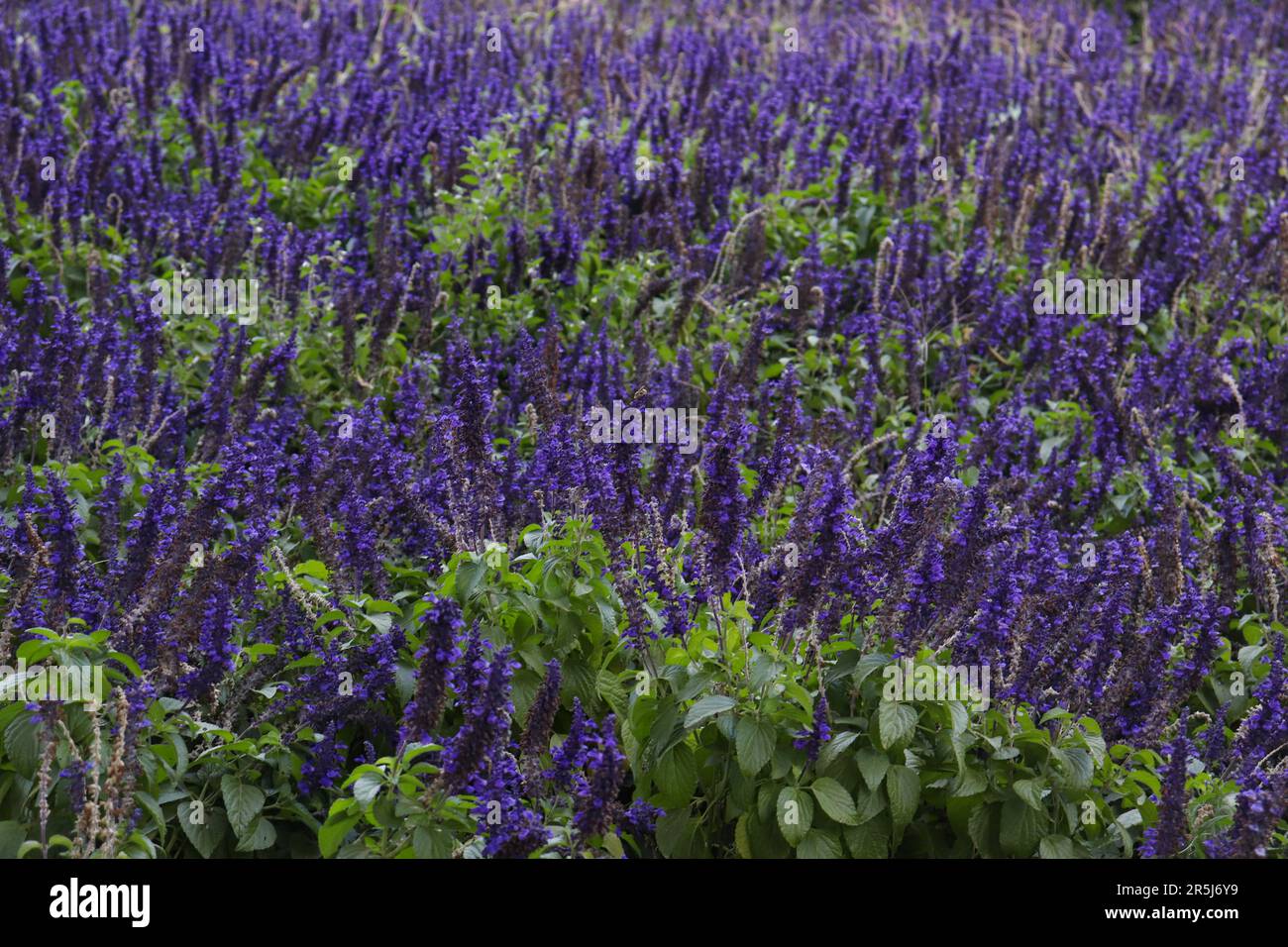 A Field Full of Blue Salvia, a Flower that has Purple-ish Color Stock Photo