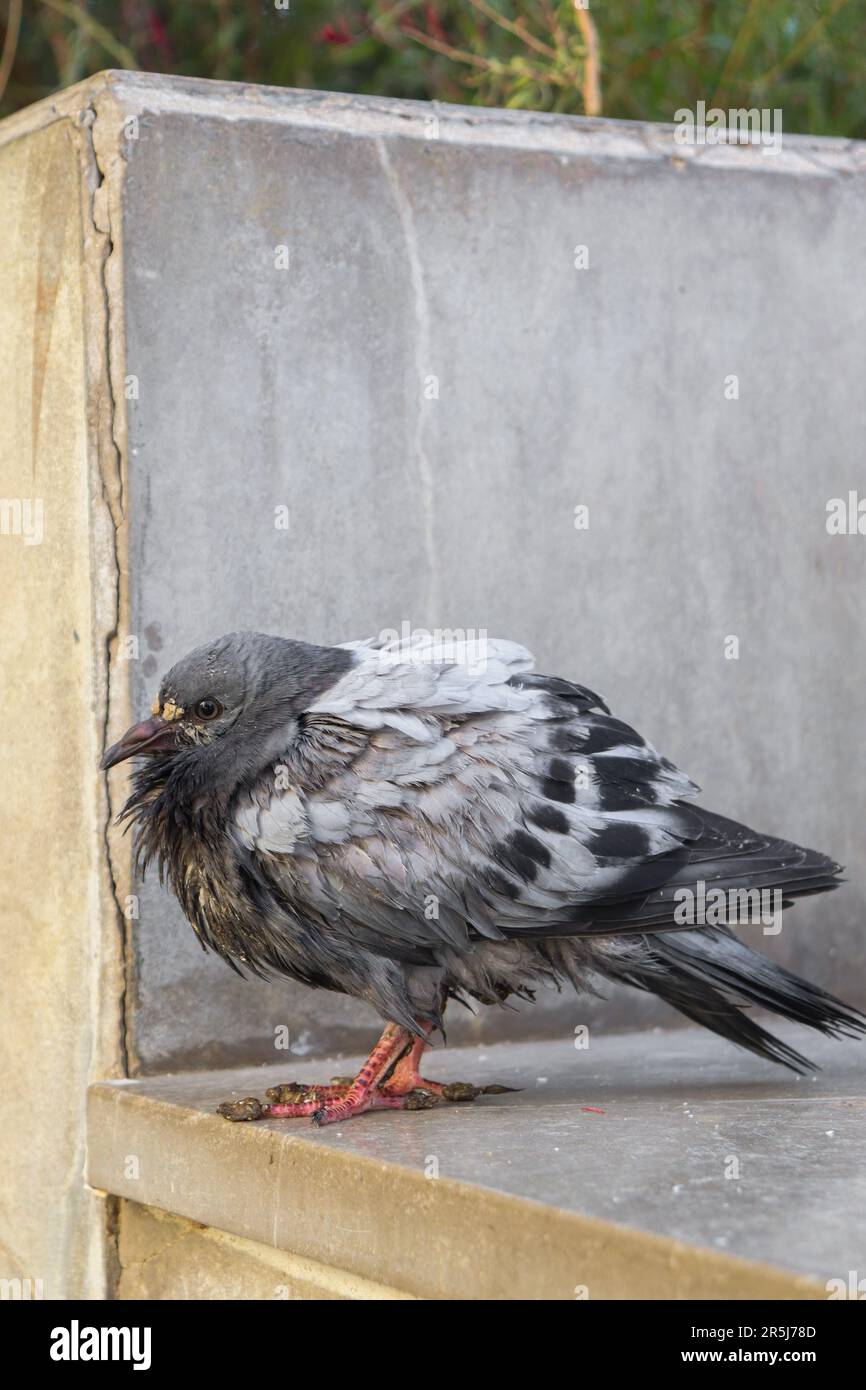 A closed up picture of Grey Pigeon on the ground with a messy feathers. Stock Photo