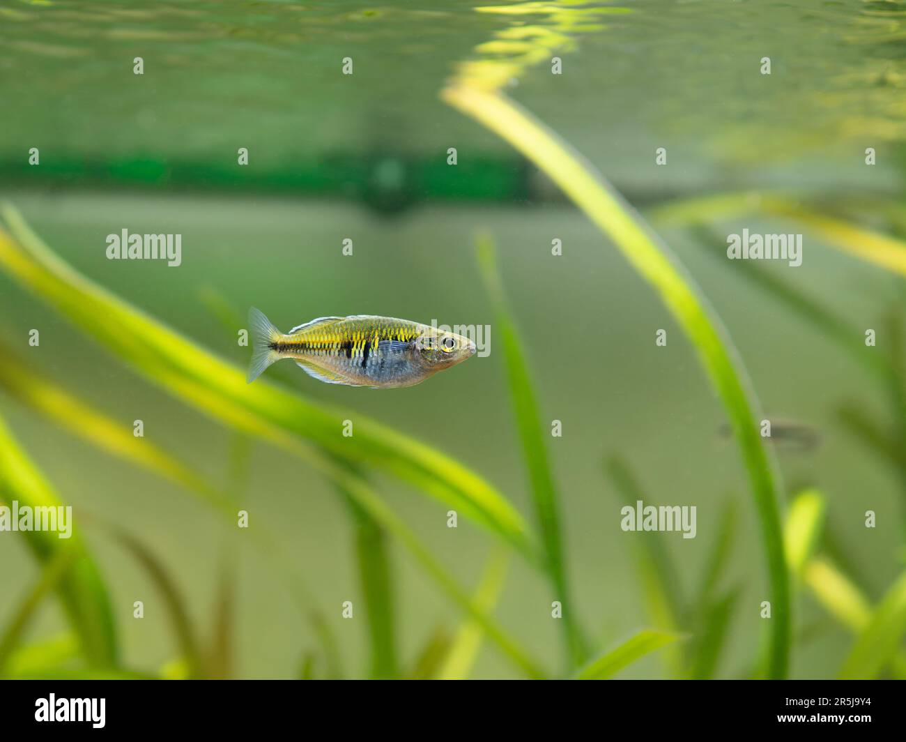 Boeseman's rainbowfish (Melanotaenia boesemani) isolated on a fish tank with blurred background Stock Photo
