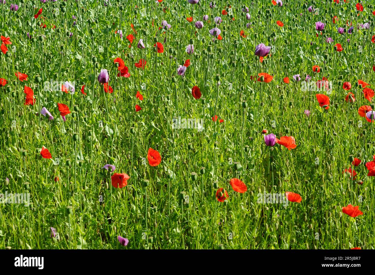 Red Poppy Types A field with different varieties of poppies, red poppies and pink ...