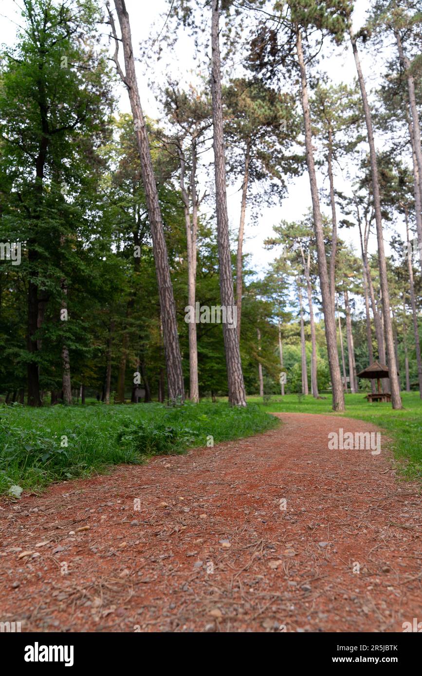 Path in the forest park. High quality photo Stock Photo