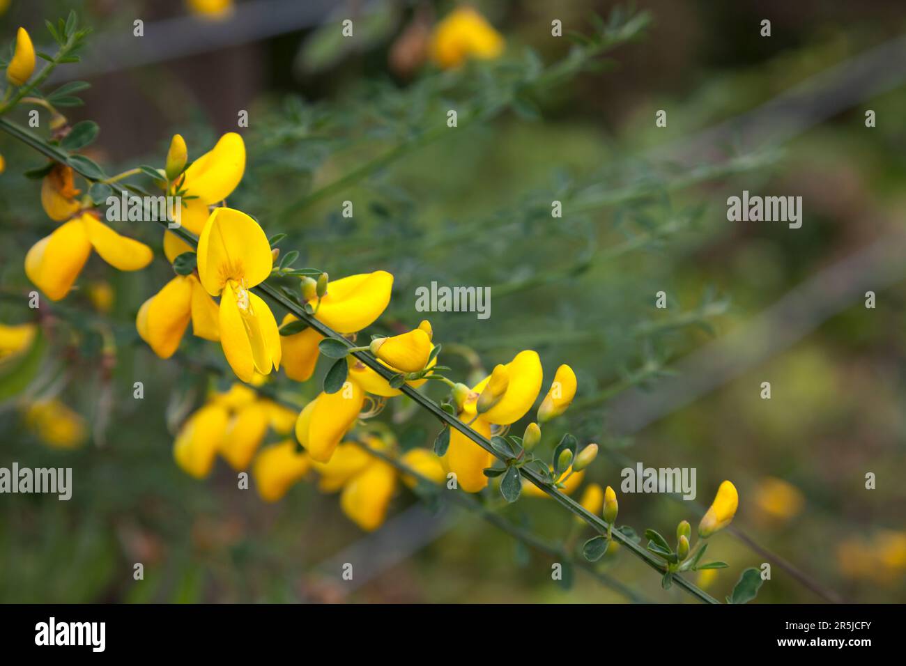 Cytisus praecox - Broom with yellow flowers in early summer. Stock Photo