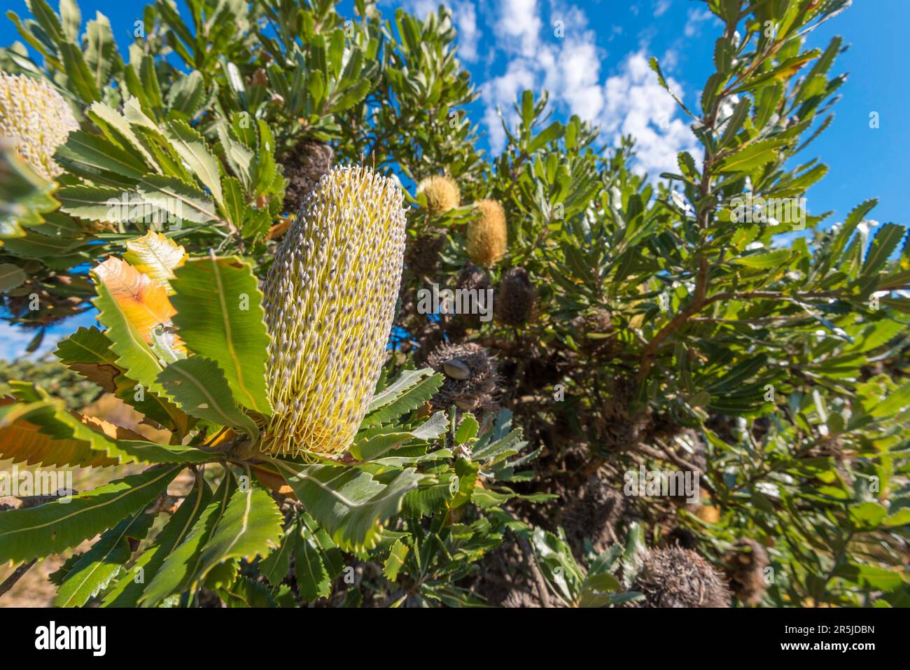 Old Man Banksia or Banksia serrata tree in the Royal National Park, a