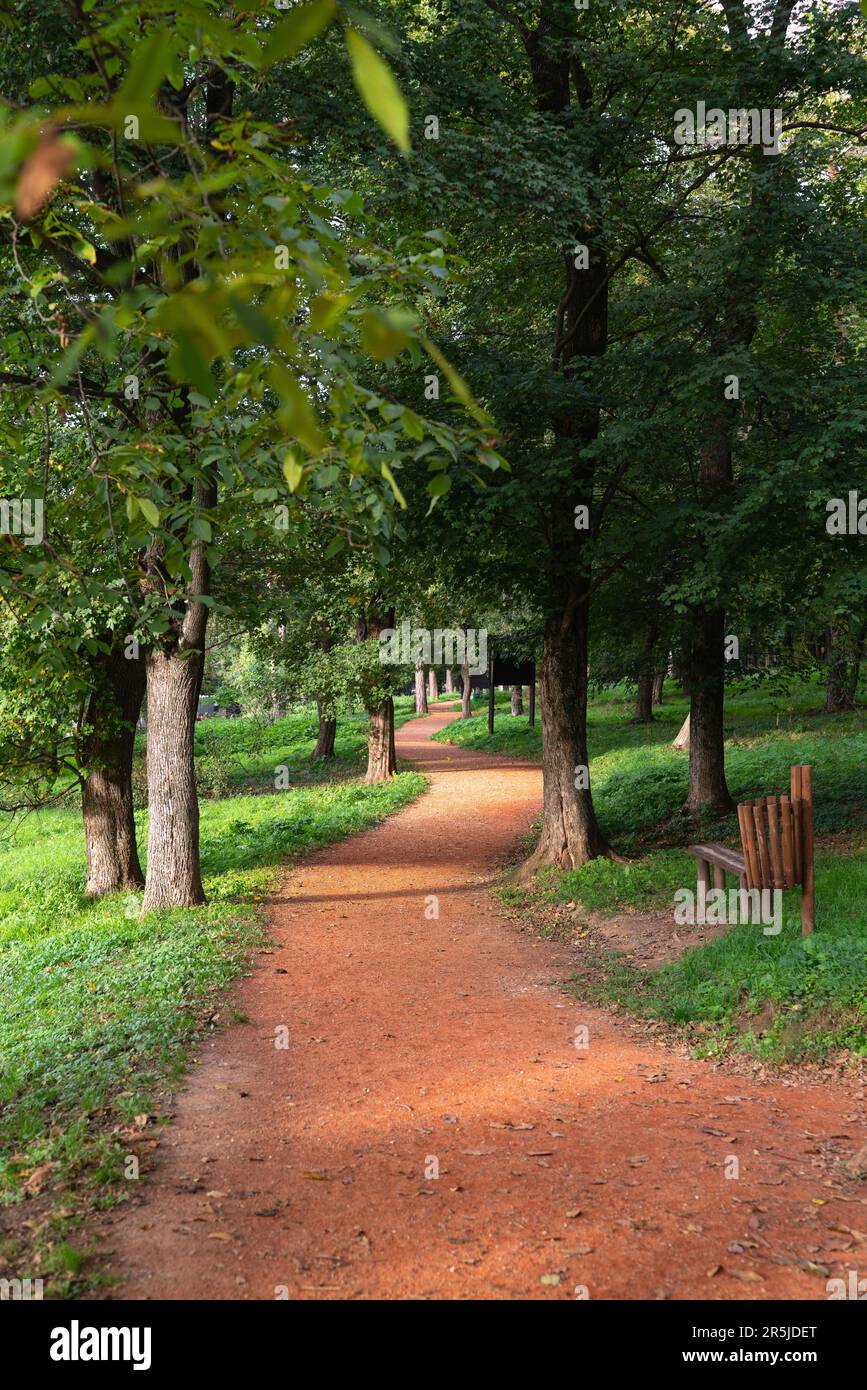 Path in the forest park. High quality photo Stock Photo