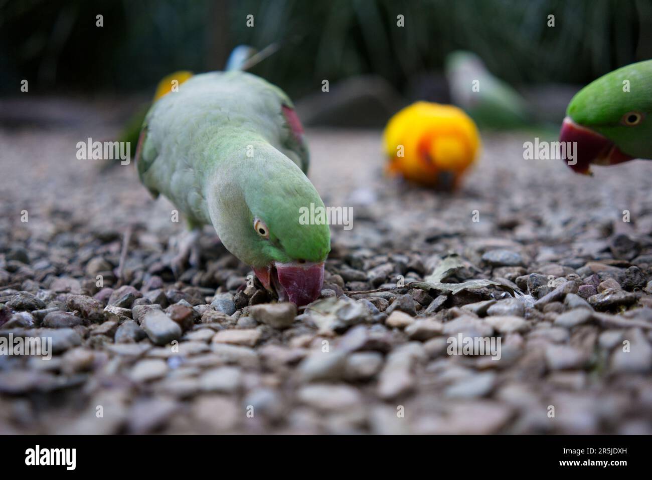 Green parrot with red beak eating bugs Stock Photo Alamy