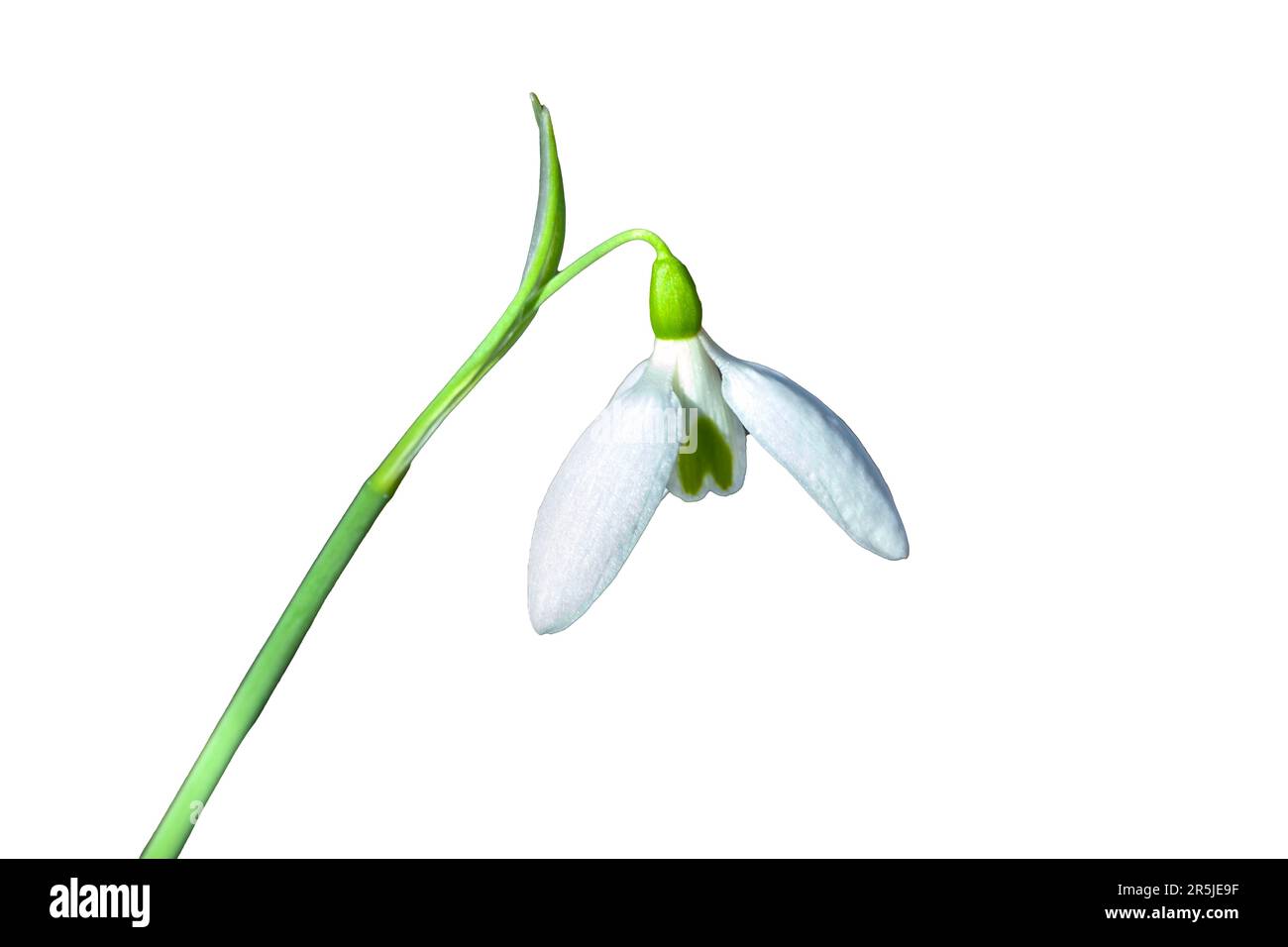 Snowdrop galanthus elwesii var monostictus (Greater Snowdrop) a winter spring flowering plant with a white springtime flower, stock photo image cut ou Stock Photo