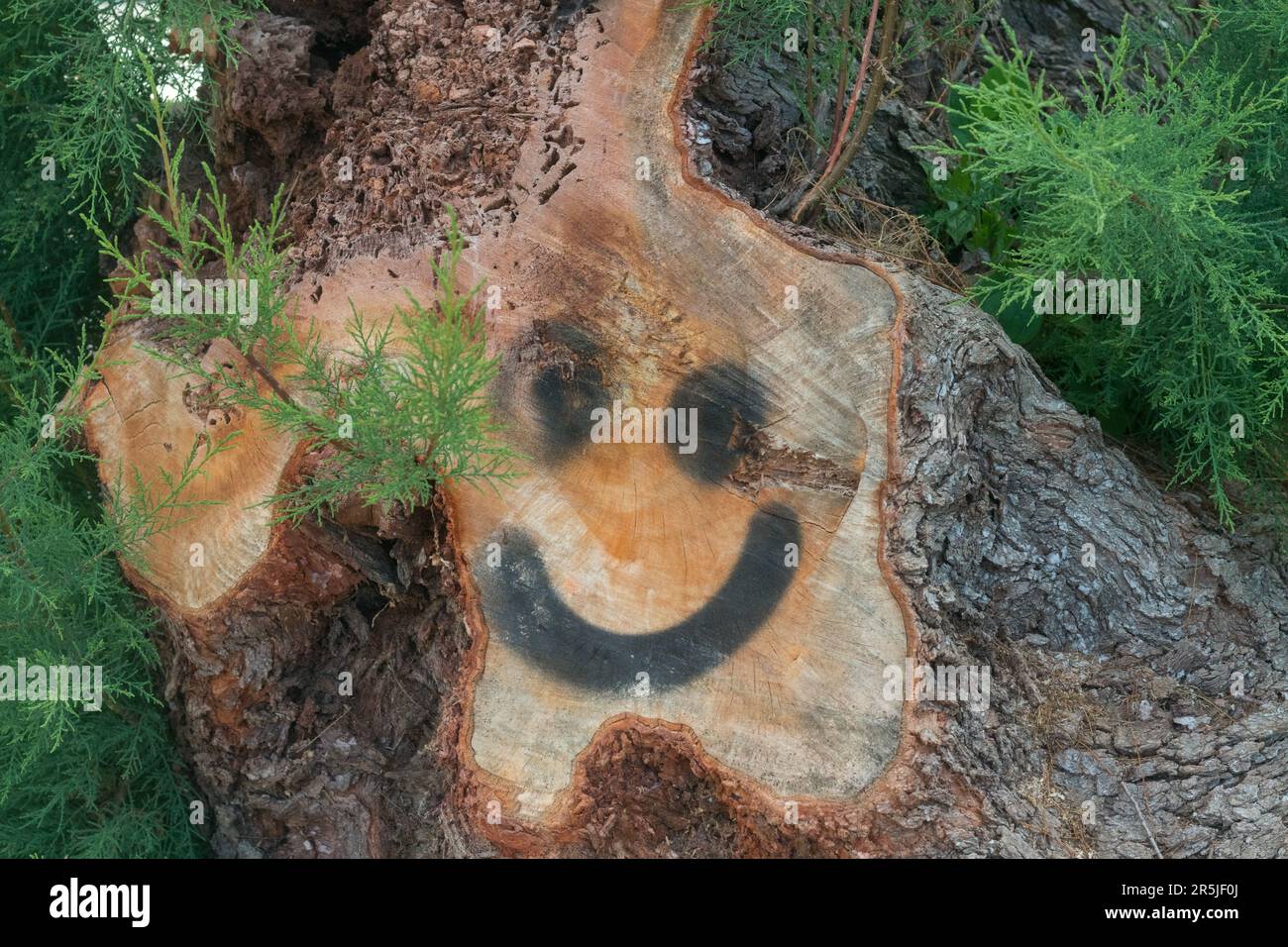 Large tree trunk cut down. Spray painted face on the cut part of the tree trunk. Stock Photo