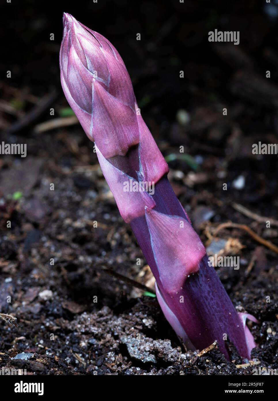 Bright purple passion asparagus sprearing out of garden soil Stock Photo