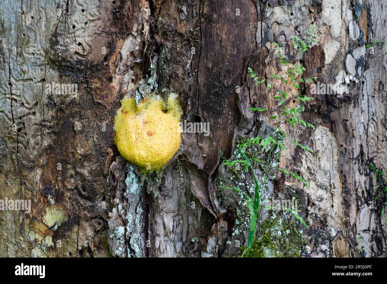 fuligo septical slime mould mold growing on dead tree stump zala county