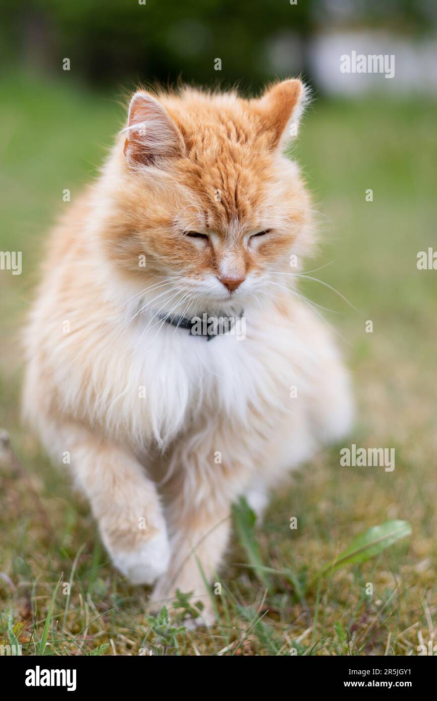 Cats grass medium close hi-res stock photography and images - Alamy