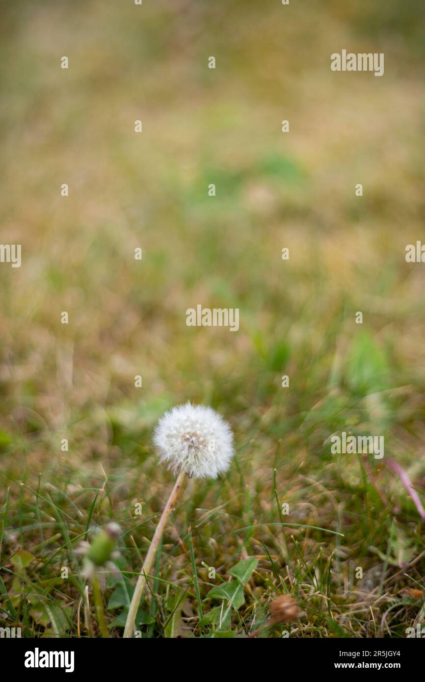 Lonely blooming dandelion in green meadow with blurred background. close-up, macro photography Stock Photo