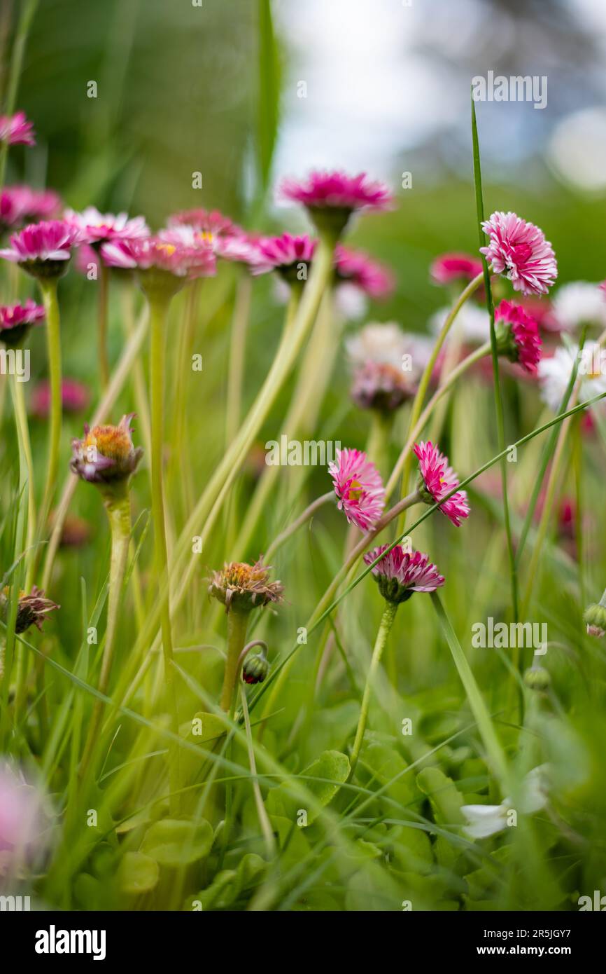 field of red clover flowers in a green meadow on a warm summer day. Stock Photo