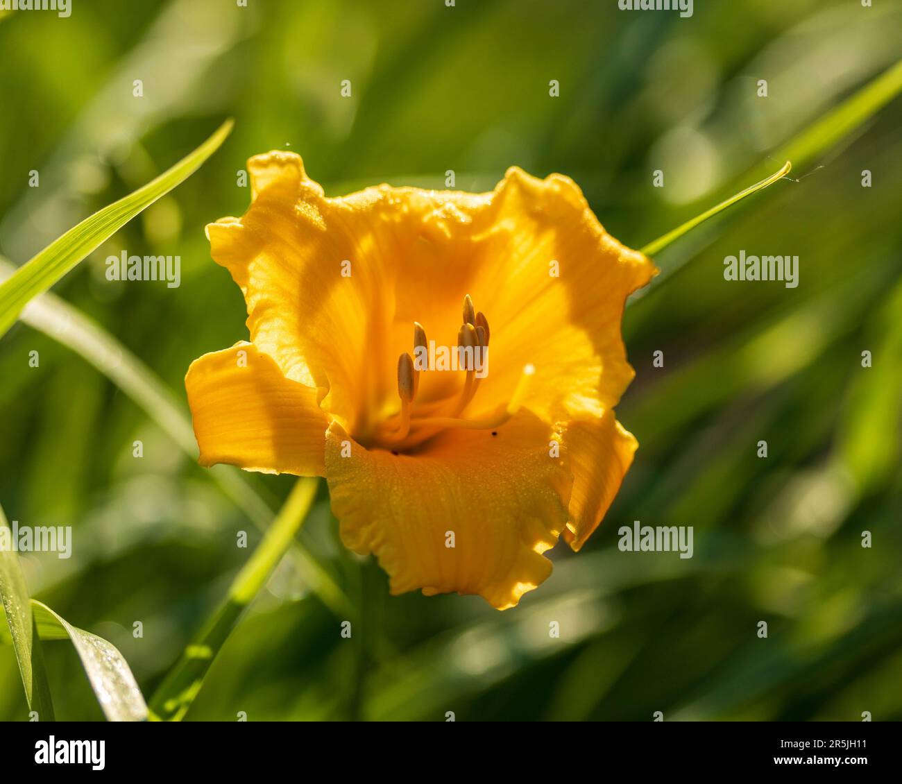 first yellow day lily to bloom of the season Stock Photo