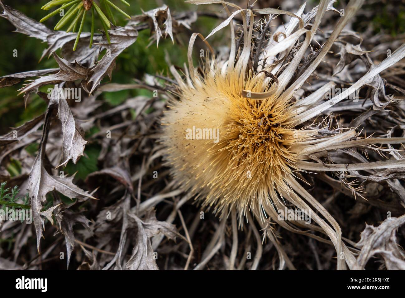Carlina acanthifolia plant known as carline thistles in grass, similar to acaulis and vulgaris types Stock Photo