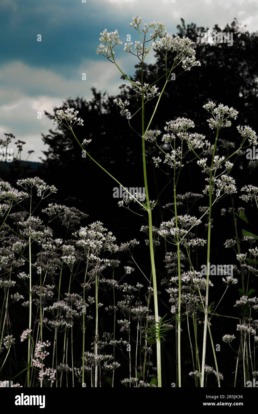 Valerian plants Stock Photo