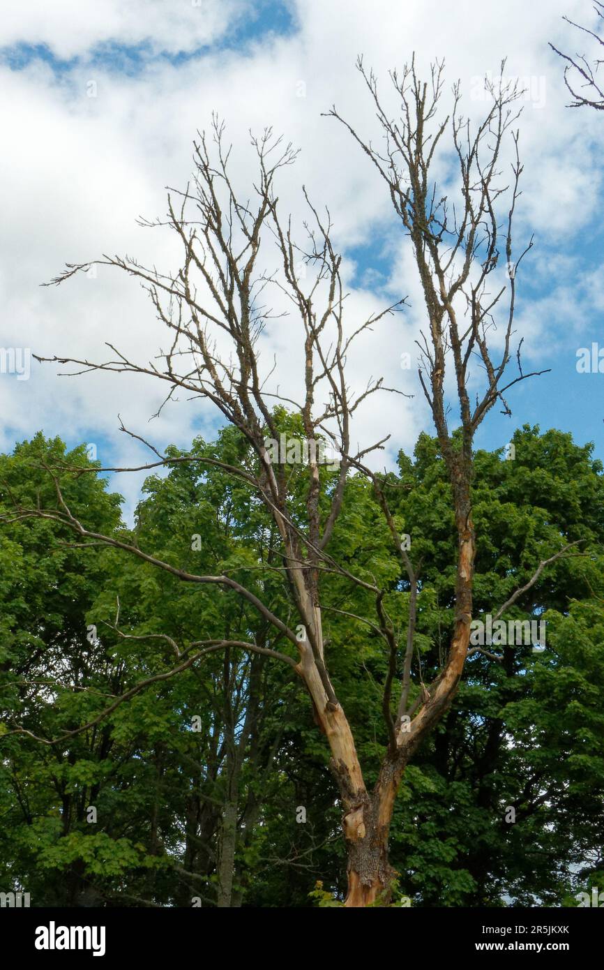 Ash tree that was infected by ash dieback (Hymenoscyphus fraxineus), an ascomycete fungus. Stock Photo