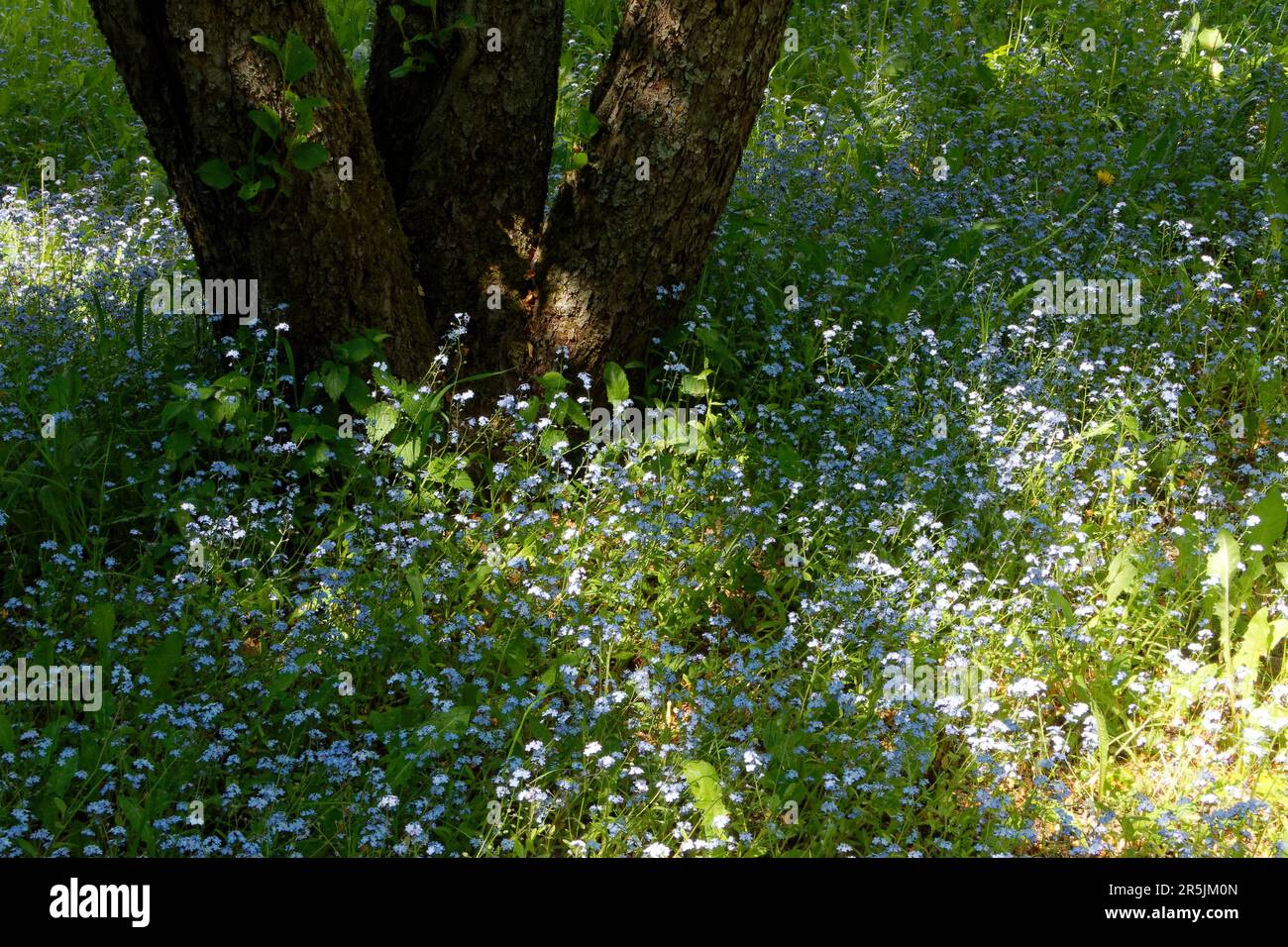 Garden landscape with an old apple tree surrounded by light blue ...