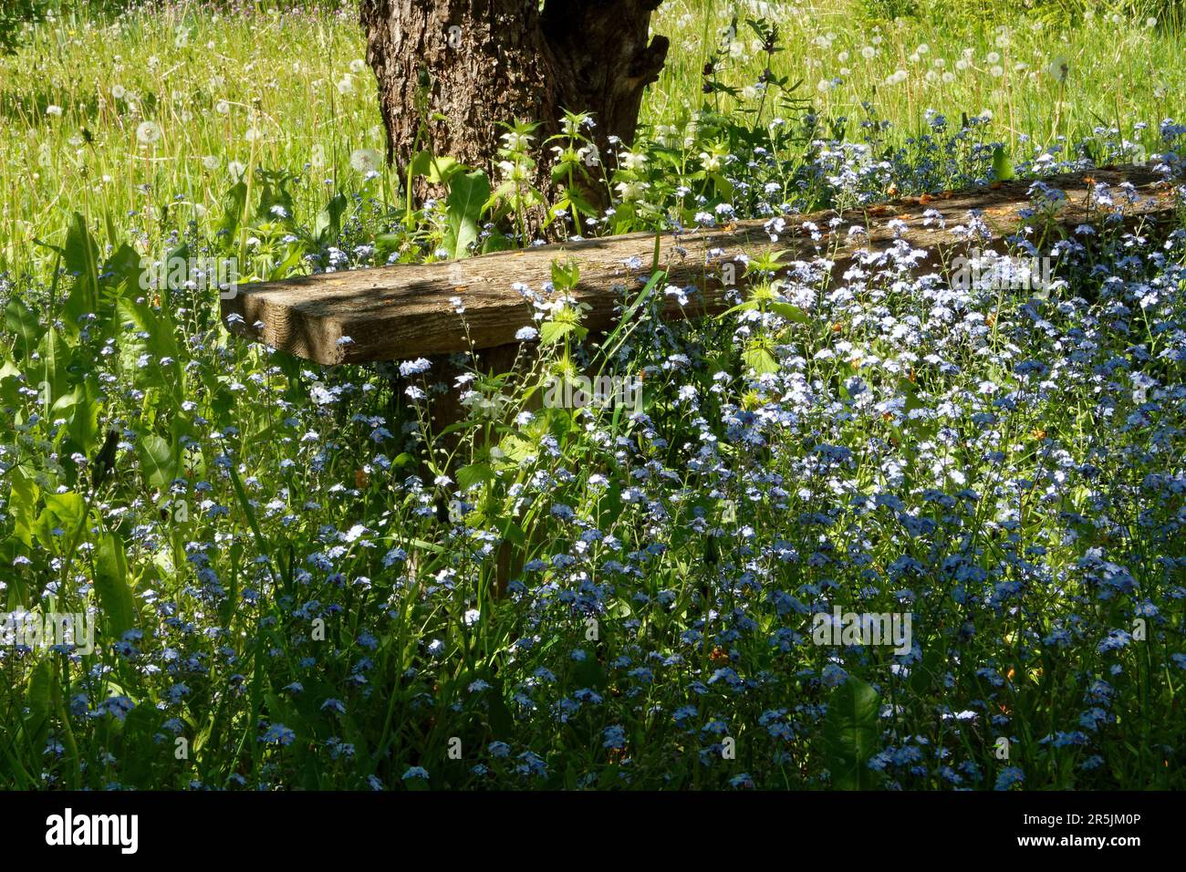 Garden landscape with old bench and old apple tree surrounded by light ...