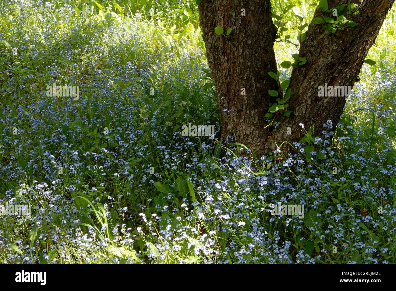 Garden landscape with an old apple tree surrounded by light blue ...