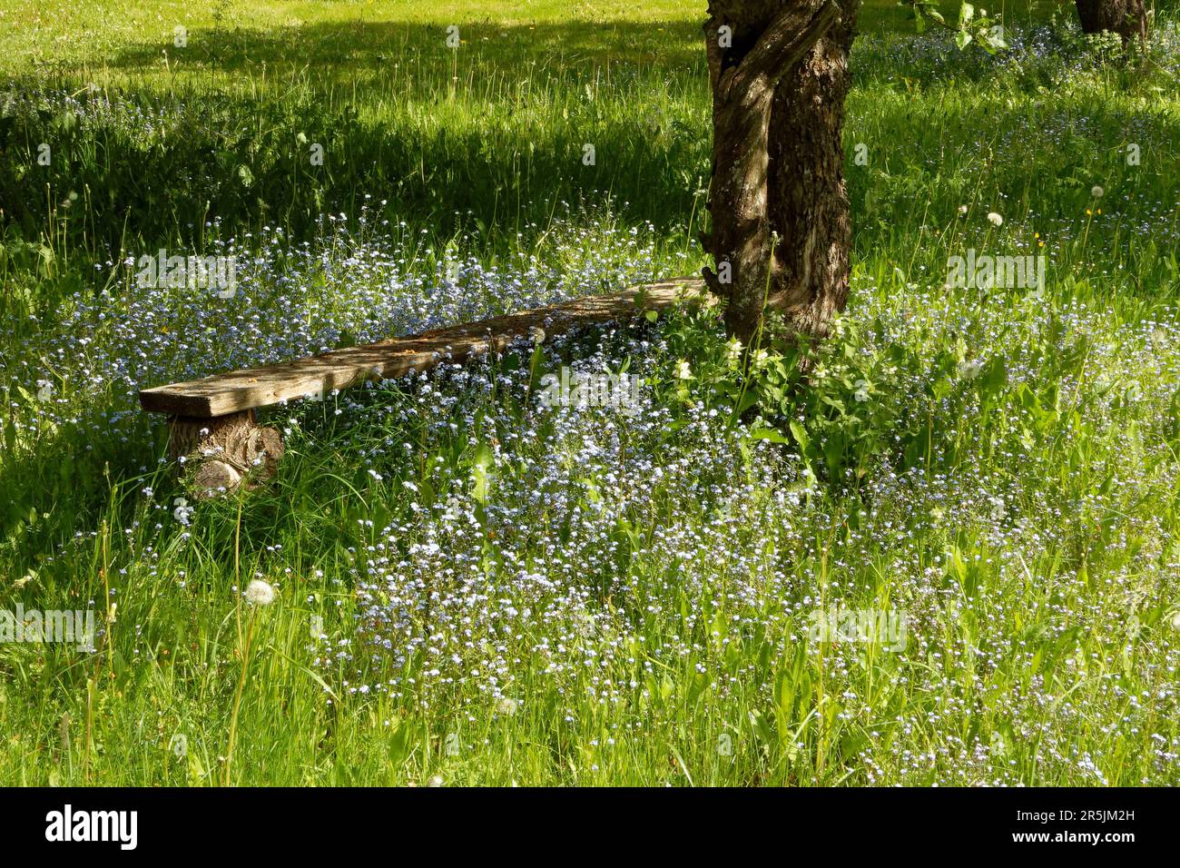 Garden landscape with old bench and old apple tree surrounded by light ...