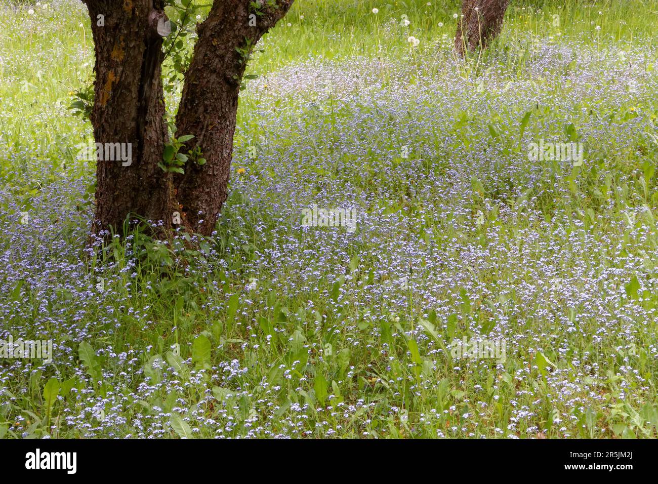 Garden landscape with an old apple tree surrounded by light blue ...